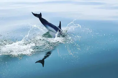 Sortie en mer le week-end en juillet : partage et convivialité