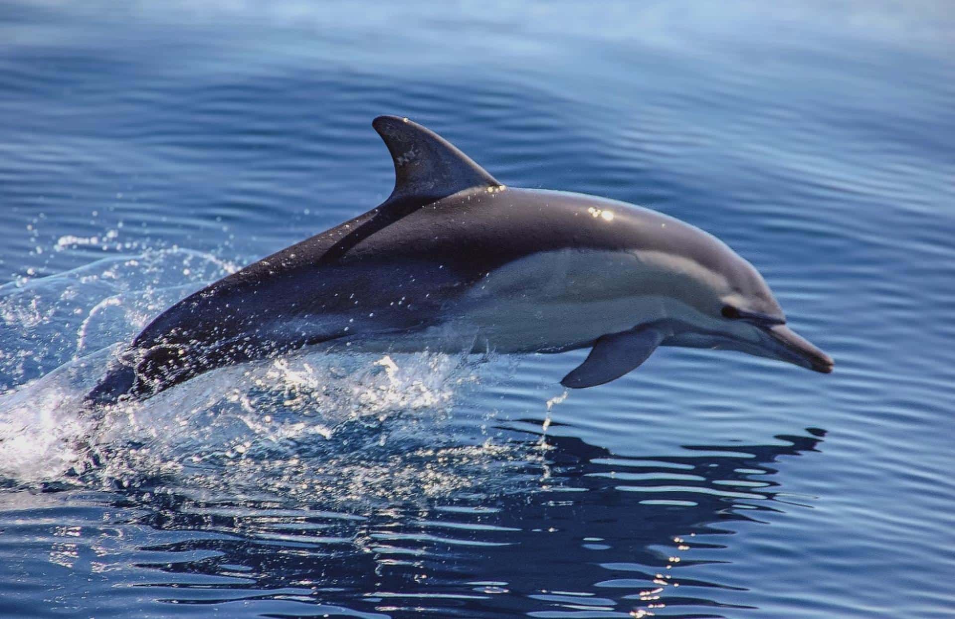 Voir les Dauphins 