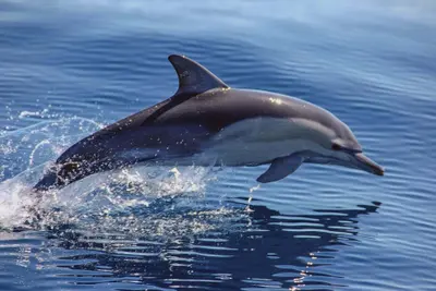 Voir les Dauphins